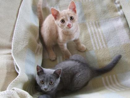 Süße kleine Katzenbabys / Kätzchen / Kitten