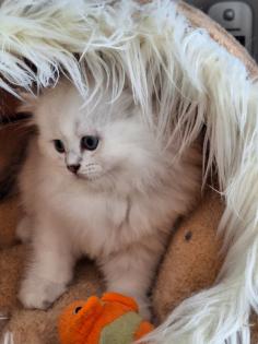 Kitten mit himmelblau Augen