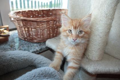 Wunderschöne Maine-Coon-Norweger Waldkatzen Kitten