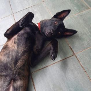 Malinois-Herder Hündin
