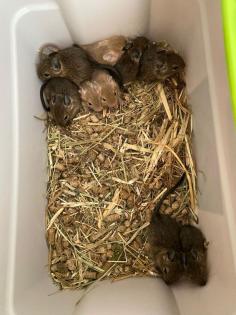 Verschenke bis zu 14 DEGU-Zuckerschnäuzchen Alter ca. 8 Wo. in Gruppen v. min. 3 Tieren männ