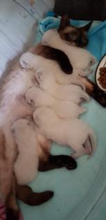 Siam /Thai Kitten Seal Point Babys Kätzchen. Abgabebereit.