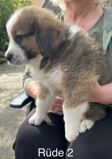 Berner Sennenhund Welpen