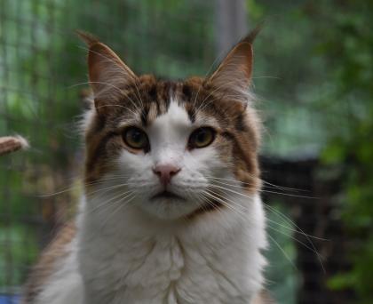 Zuzanna- Maine Coon Mädel mit Papieren 14 Monate kastriert