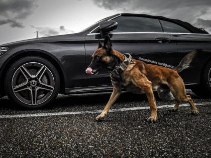 Malinois Welpen SoulGuideDogs X-Mechelaar