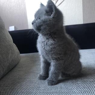 Britisch Kurzhaar Kitten