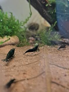 Neocaridina davidi Dark GreenJade Süßwasser Garnelen