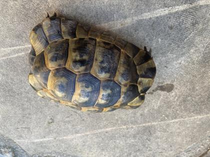 Verkaufe 2 griechische Landschildkröten männlich