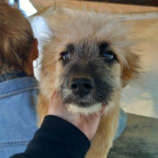 Fido / Status sucht ein Zuhause