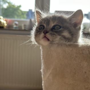 Wunderschöne schottische Britisch-Kurzhaar-Katze