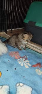 Einzelkind Perser Kitten