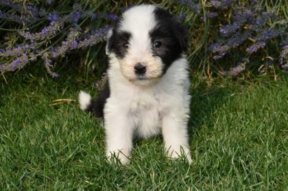 Bearded Collie Welpen reinrassig VDH Papiere . 2 Mädchen suchen noch ihre passende Menschen .