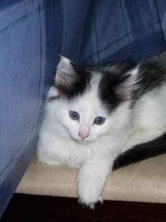 Katzenkinder Norweg. Waldkatze/Main Coon