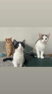 Babykatze 3 Monate alt abzugeben