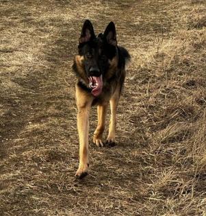 Deutscher Schäferhund sucht Hündin
