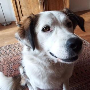 Meika sucht ein Zuhause