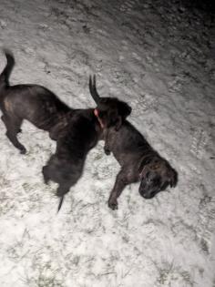 Holländischer Schäferhund x Malinois Welpen