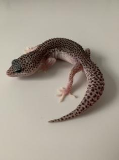 1. 0 Mack super Snow Het Diablo Blanco Leopardgecko Männchen Enz 23 abzugeben Übergabe Hamm möglich