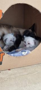 Kitten Süße Thai - Kitten alter Typ