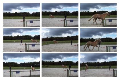 Sehr lieber Haflinger Wallach