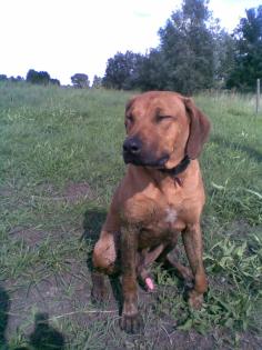 Rhodesian Ridgeback 12 Monate zu verkaufen in Greifswald