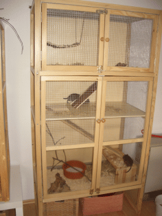3 Degus mit großen Käfigen abzugeben