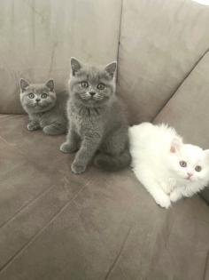 Britisch Kurzhaar BKH Kater