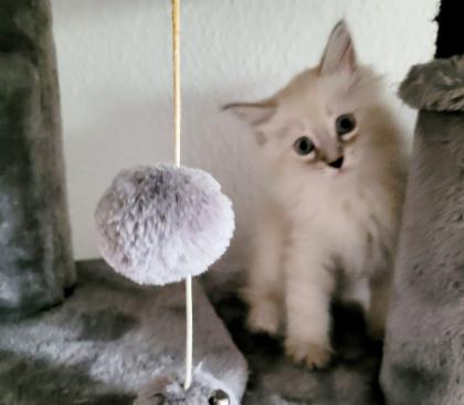 Norweger-Neva Masquarade Kitten