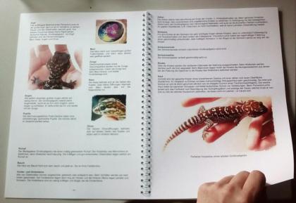 Buch PAROEDURA PICTA Großkopfgeckos mit einzigartigen Fakten