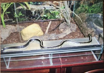 Königsnatter mit Terrarium