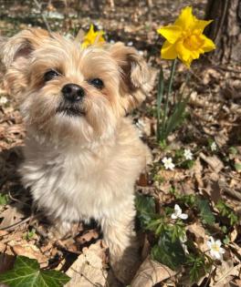 SISSILEIN - Havaneser-Yorkshire-Terrier-Mix - 12 Jahre - Tierhilfe-Franken e. V.