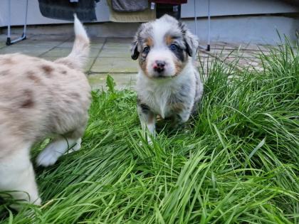 Australian Shepherd Welpen