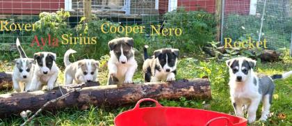 Sportliche Alaskan Husky Welpen aus liebevoller Aufzucht