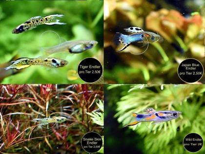 Endler Guppy reinerbig ab 2Euro Versand/ Abholung
