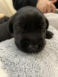 Labrador Welpen reinrassig Babylabradore