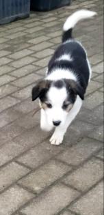 Border collie Welpen