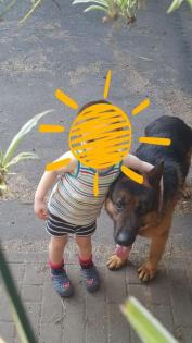 Dringend lieber DSH Rüde