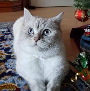 Wunderschöne reinrassige BKH Kitten Whiskas Tabby