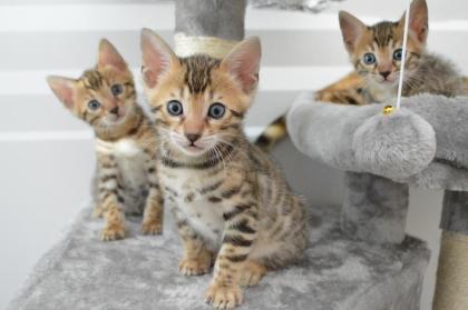 Süße Bengal-Kätzchen suchen ein liebevolles Zuhause