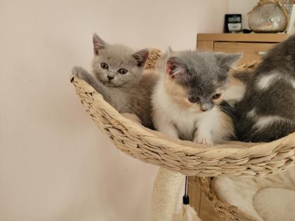 BKH Kitten reinrassig abholbereit