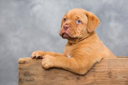 Bordeauxdoggen Welpen mit Ahnentafel