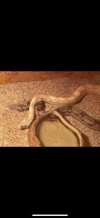 Zwei Boa Constrictor abzugeben