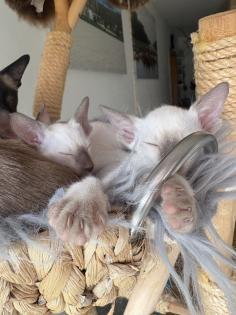 Siamkitten aus Zucht mit Herz