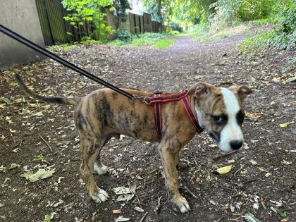 Boxer/Bulldoggen Mischling