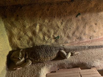 Bartagame zu verkaufen