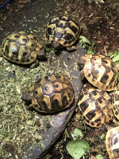 Griechische Landschildkröten THB von 2023
