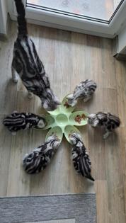 Bkh Kitten whiskas/ tabby