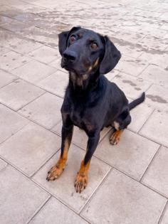 Der nette aktive und sportliche junge Dobermann Mischling Hugo sucht ein Zuhaus