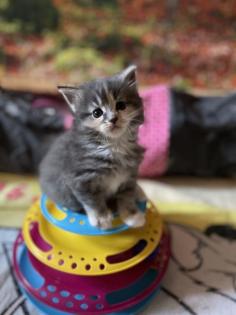 Maine Coon 5 bezaubernde Fellnasen suchen euch