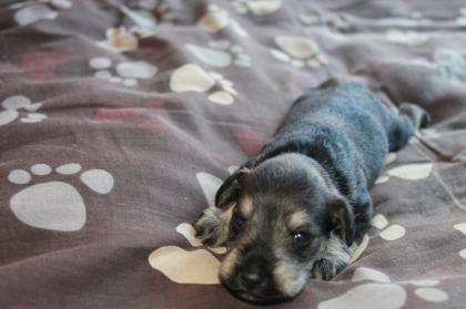 Süße Zwergschnauzer Welpen